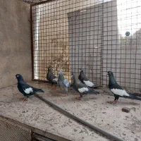 کفتر فروشی