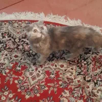 گربه اسکاتیش بلو|گربه|شیراز, عفیفآباد|دیوار