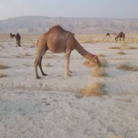 کره شتر