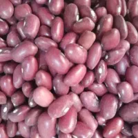 بذر و خوراکی لوبیاقرمز بوجاری شده