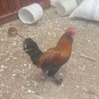 دو تا خروس کنار هم