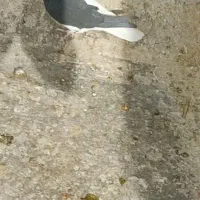 چپ وخوشرنگ|پرنده|شیراز, کوشک میدان|دیوار