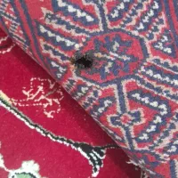 فرش دست بافت ۶ متری|فرش|قم, بنیاد|دیوار