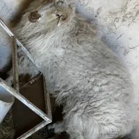 بره نر|حیوانات مزرعه|بیرجند, |دیوار