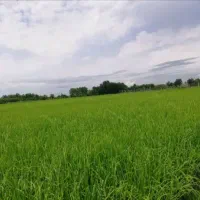 فروش شالیزار سنتی هکتاری، با قیمت متری ۲۵۰ تومان.|فروش زمین و ملک کلنگی|لاهیجان, کوه بیجار|دیوار