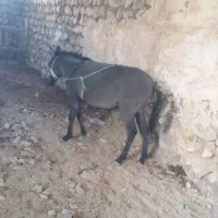 قاطر ۸ماهه ماچه جوان|حیوانات مزرعه|گچی, |دیوار