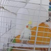 عروس هلندی