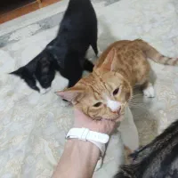 گربهDSH