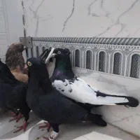 پرنده رنگی|پرنده|اهواز, فاز ۱ پادادشهر|دیوار