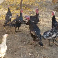 بوقلمون برنز