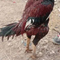 خروس لاری اصل