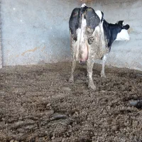 گاو|حیوانات مزرعه|تربت جام, جامرود|دیوار