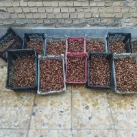 خرما گنطارودیری
