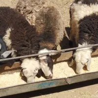 میش و بزغاله چاق