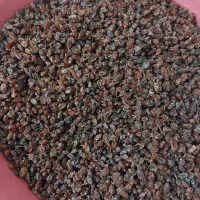 کشمش آفتابی|خوردنی و آشامیدنی|پاکدشت, پاکدشت (مامازند)|دیوار