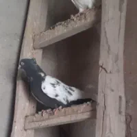 کفتر|پرنده|تربت‌حیدریه, بهشت عسکری|دیوار
