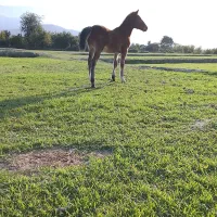 کره یابو|اسب و تجهیزات اسب‌سواری|کردکوی, |دیوار