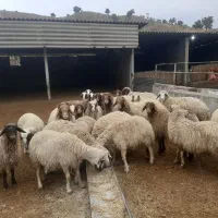 میش ابستن درجه یک مال داشتی