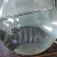 آکواریم.. فروش فوری|ماهی|تهران, مسعودیه|دیوار