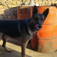 سگ ژرمن|سگ|قیدار, |دیوار