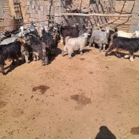 کهره شهرکردی|حیوانات مزرعه|شیراز, شهرک کوشکک|دیوار