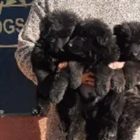 توله های موبلند کینگ سایز مشکی و دورنگ ژرمن شولاین|سگ|تهران, پردیسان|دیوار