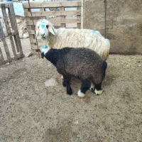 میش هیکل دار