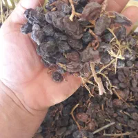 کشمش منقا هسته دار