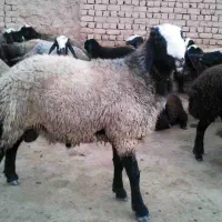 گمشده