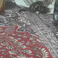 گربه واگذاری|گربه|نیشابور, ابراهیمی|دیوار