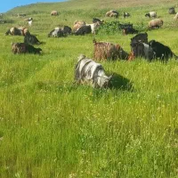 فروش بز و بزغاله