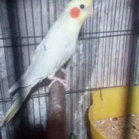 عروس هلندی نر مست|پرنده|رشت, باهنر|دیوار