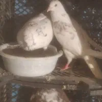 پرشی ساعت بالا