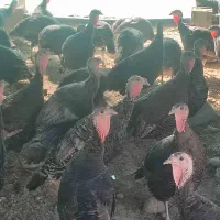 فروش بوقلمون محلی ارگانیک|حیوانات مزرعه|شیراز, محمدیه|دیوار