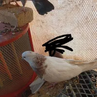 جوجه کفتر|پرنده|پاکدشت, پاکدشت (مامازند)|دیوار