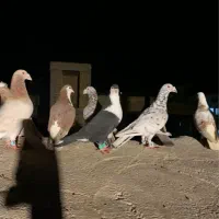 کبوتر|پرنده|اسفراین, |دیوار