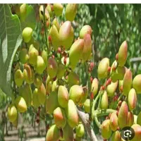 خرید پسته پوک وگو