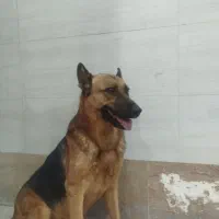 سگ ژرمن