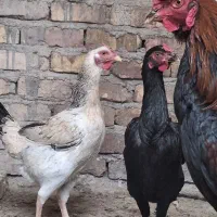 مرغ و خروس لاری و محلی
