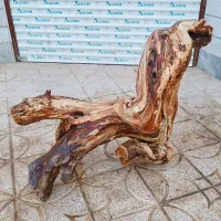 تنه چوب بسیار زیبا و دکوراسیونی