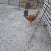 خروس|حیوانات مزرعه|خاش, |دیوار