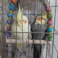 فروش یک جفت عروس هلندی سخنگو