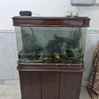 آکواریوم چینی با لوازم بسیار سالم