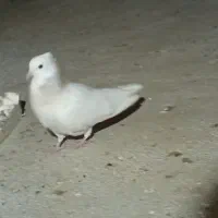 طوق|پرنده|مریوان, |دیوار