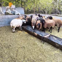 میش  بره بزغاله