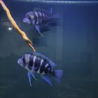 ماهی فرانتوزا