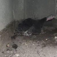 بوقلمون ماده