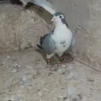 ساده سبز  کاکلی نرمست به شرط|پرنده|شیروان (خراسان), |دیوار