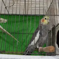 جفت عروس ب شرط تخم و جوجه
