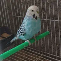 مرغ عشق انگلیسی و فنچ